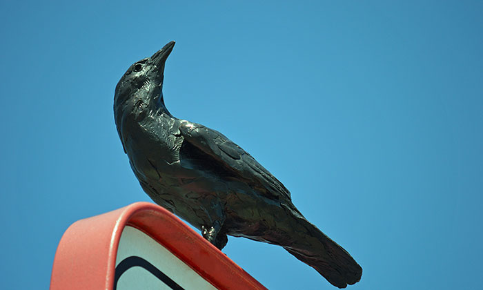 Fish Crow by Paul Rhymer / Photo by Nancyjean Nettles