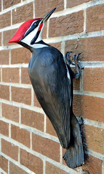 Pileated Woodpecker by Scott Penegar / Photo by Nancyjean Nettles